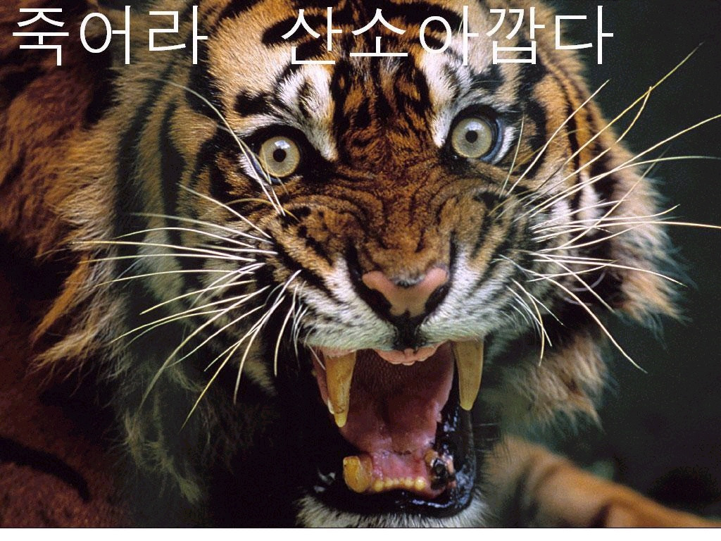 나오네일 이미지