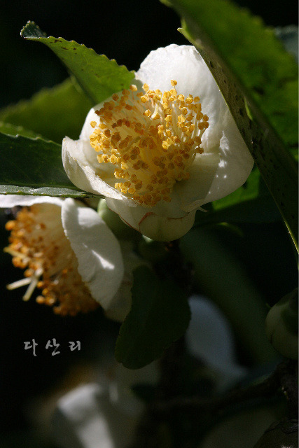 차꽃향기 이미지